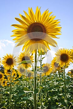 Sunflowers