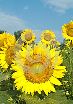 Sunflowers