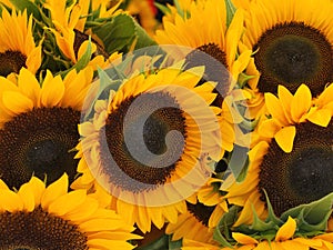 Sunflowers