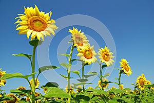 Sunflowers