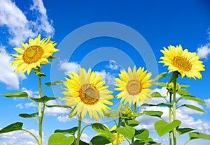 Sunflowers