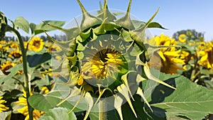 Sunflowers