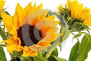 Sunflowers photo