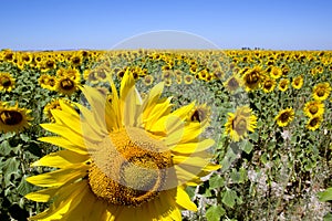 Sunflowers