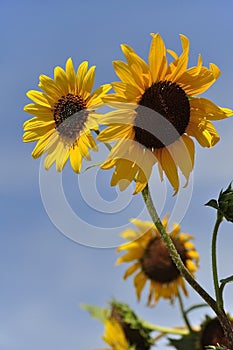 Sunflowers