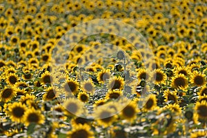 SUNFLOWERS