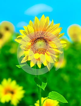 Girasol 