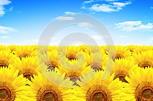 Sunflowers