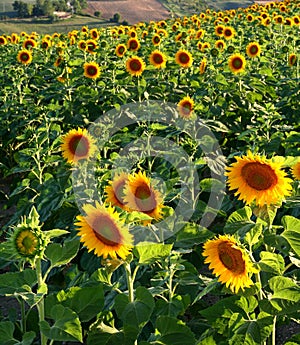 Sunflowers