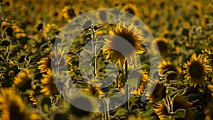 SUNFLOWERS