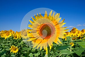 Girasol 