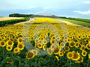 Sunflowers