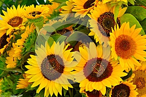 Sunflowers