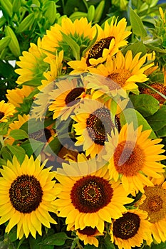 Sunflowers