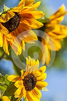 Sunflowers