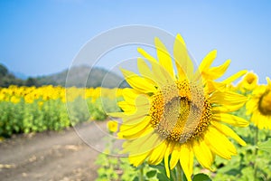 Sunflowers