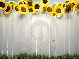 Sunflowers