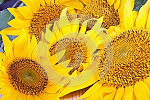 Sunflowers