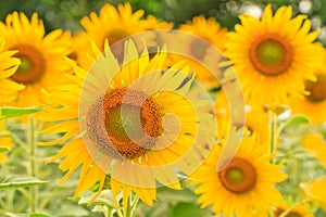 Sunflowers