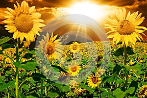 Girasol 