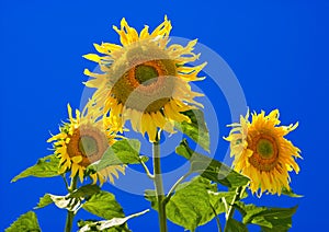 Sunflowers