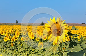 Sunflowers