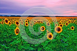 Sunflowers photo