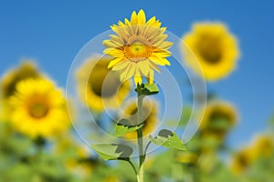 Sunflowers