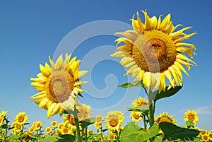 Sunflowers