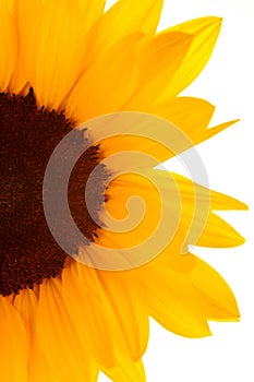 Girasol 