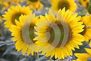 Sunflowers