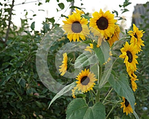 Sunflowers