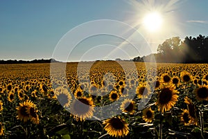 Sunflowers