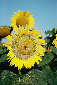 Girasole 