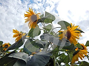 Sunflowers