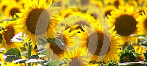 Sunflowers in Abony, Hungary