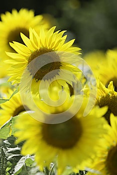 Sunflowers in the afternoon sun