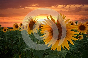 sunflowers agains sunset sky