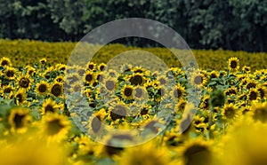 Sunflowers against a background of a blurred grove and field