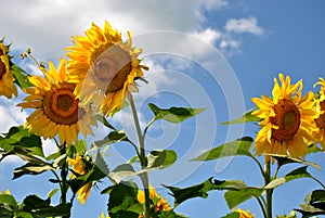 Sunflowers against a blue sky