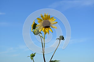 Sunflowers against blue sky