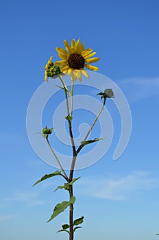 Sunflowers against blue sky