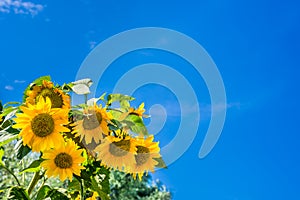 Sunflowers against a clear blue sky