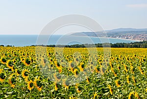 Sunflowers against the sea