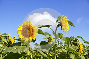 Sunflowers against the sky on a sunny day, selective focus