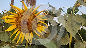 Sunflowers and Agricultural land