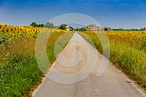sunflowers along a country dirt road