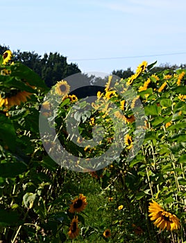 Sunflowers in Autumn in the Sunder in the Town Walsrode, Lower Saxony