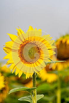 Close-up view of a young sunflower over cloudy sky