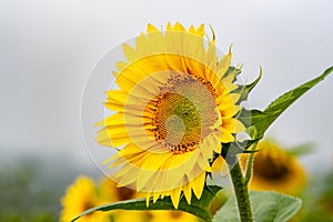 Close-up view of a young sunflower over cloudy sky